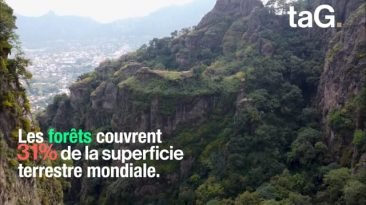 Focus sur la forêt mondiale