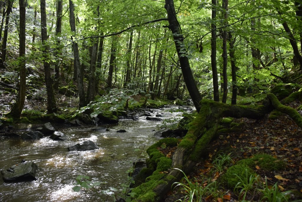 La forêt est un produit d'investissement varié, durable et rare.