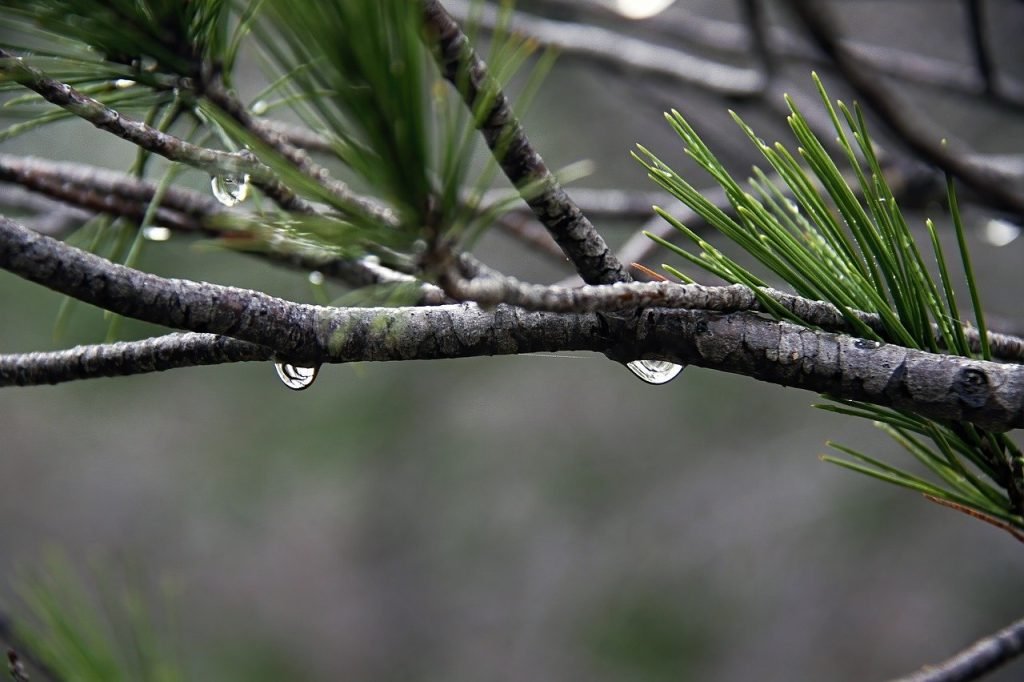 L'eau forêt