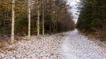 Inventaire forestier