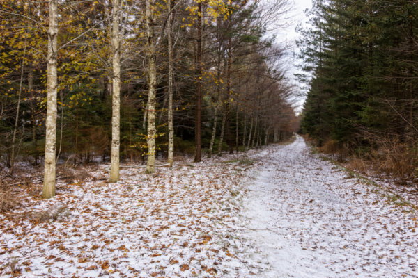 Inventaire forestier